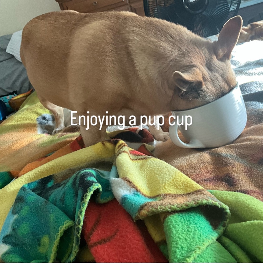 Mini and Charlie - Picture 5 of 10